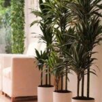 large indoor plants ideas, make a green corner