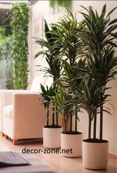 large indoor plants ideas, make a green corner