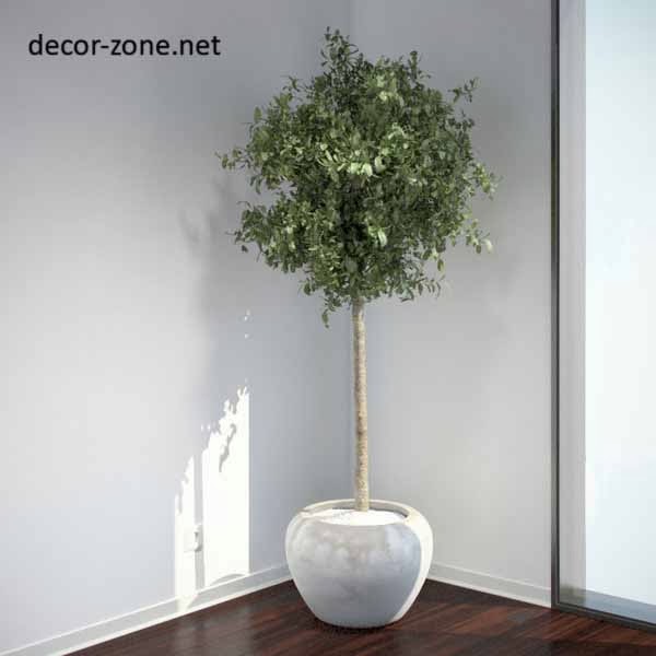 indoor plants in the corner, corner decoraton
