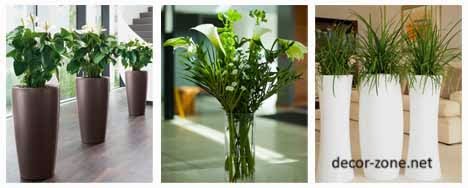 indoor plants in the interior