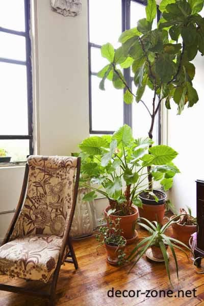 large indoor plants in the interior
