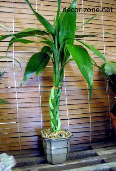 wallpaper for large indoor plants